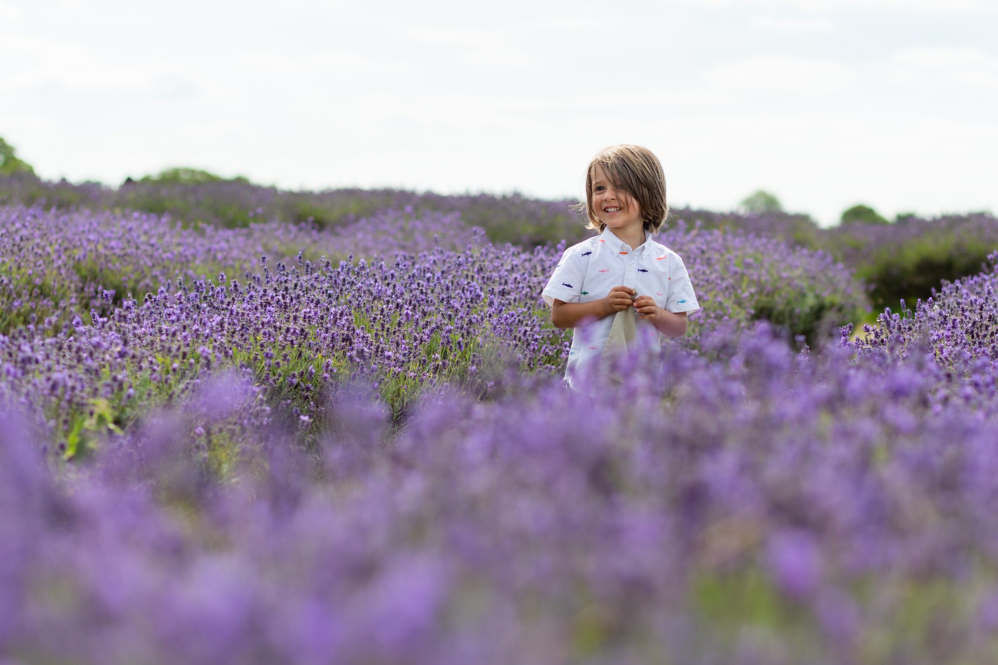 Lavender fields minishoot